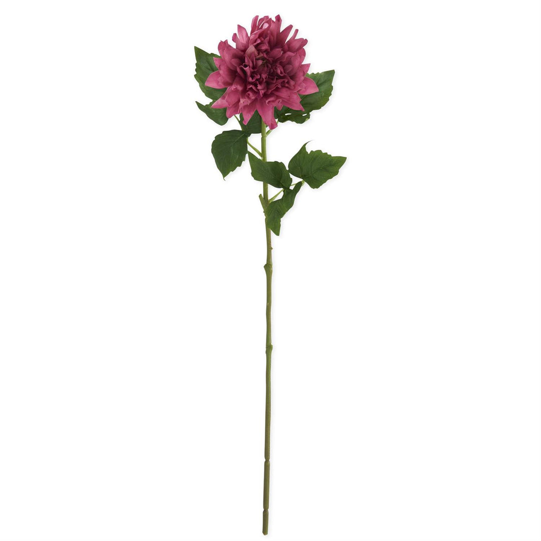 Fuchsia Dahlia Stem