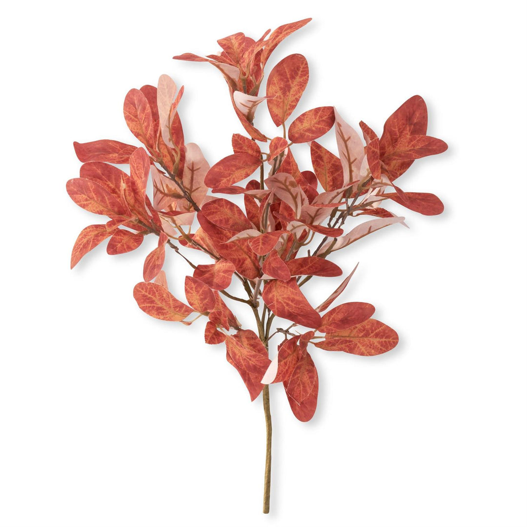 Orange Laurel Bush