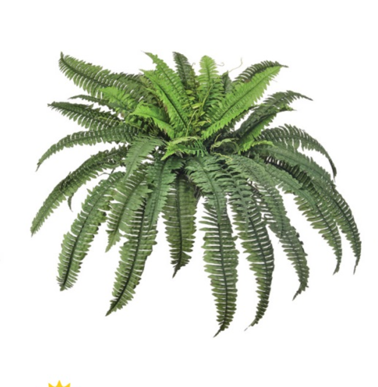 Boston Fern - Outdoor UV