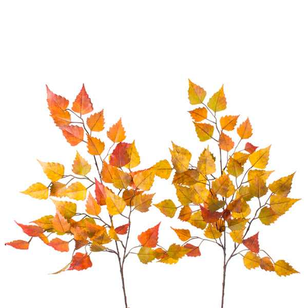Birch Spray