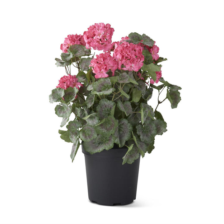 Potted Geranium w/Faux Dirt