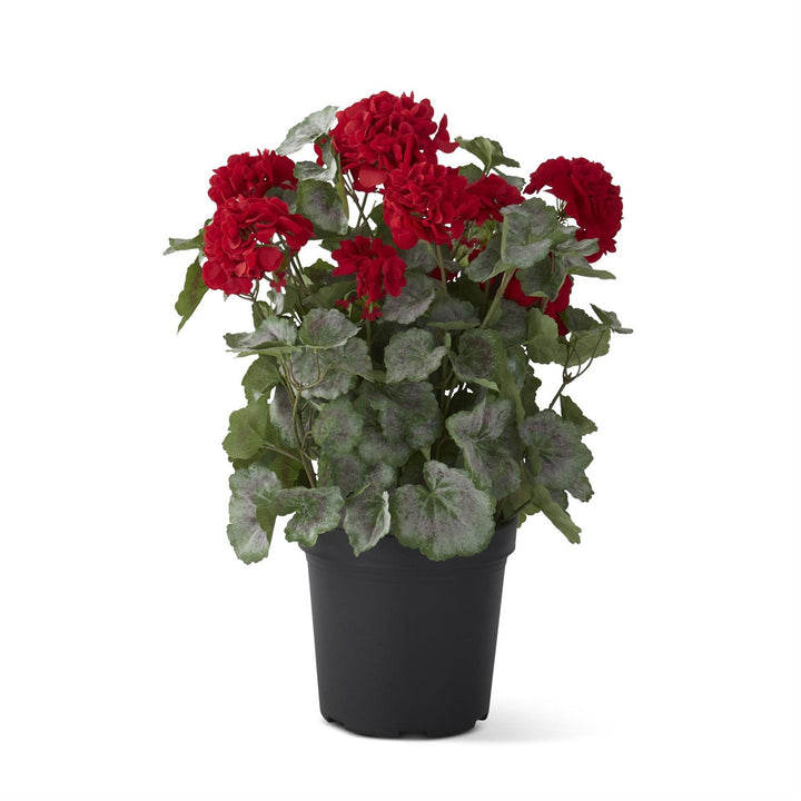 Potted Geranium w/Faux Dirt