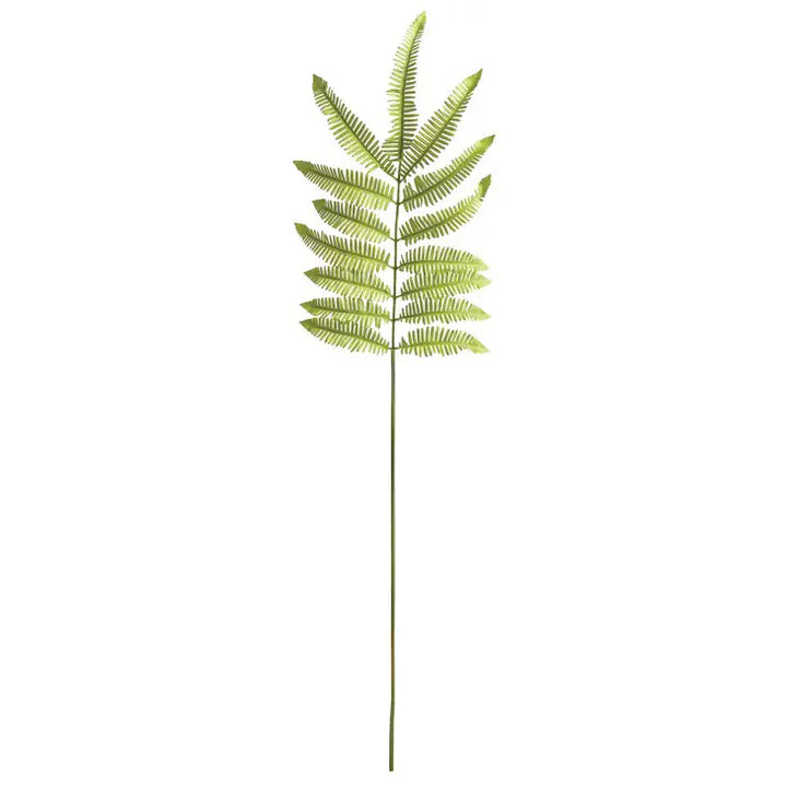 Tree Fern Stem