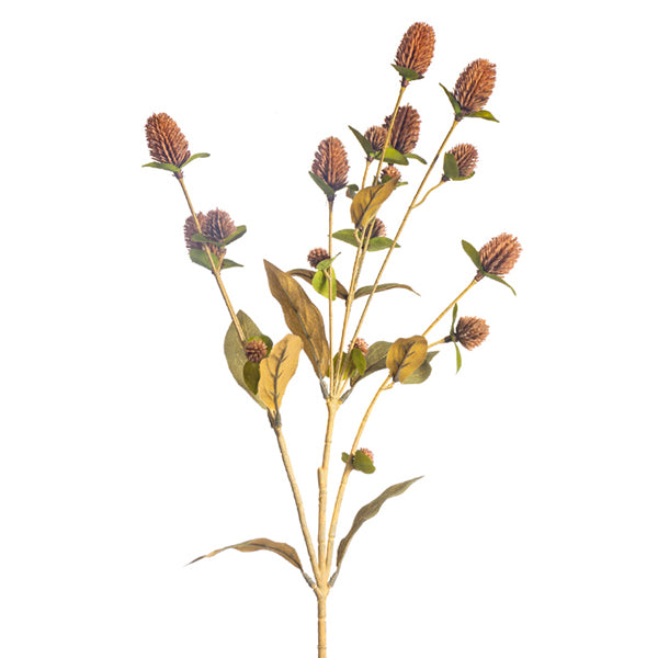 Globosa Spray