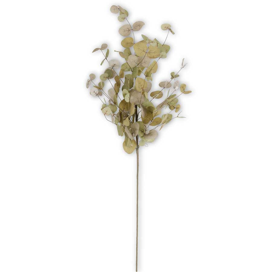Two-Toned Eucalyptus Stem