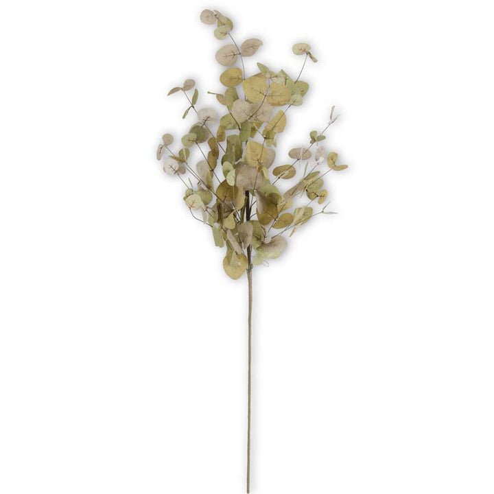 Two-Toned Eucalyptus Stem