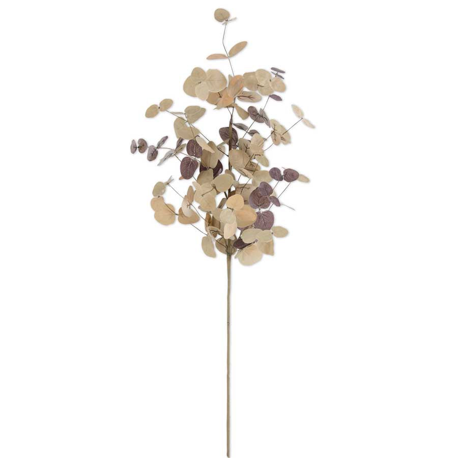 Two-Toned Eucalyptus Stem