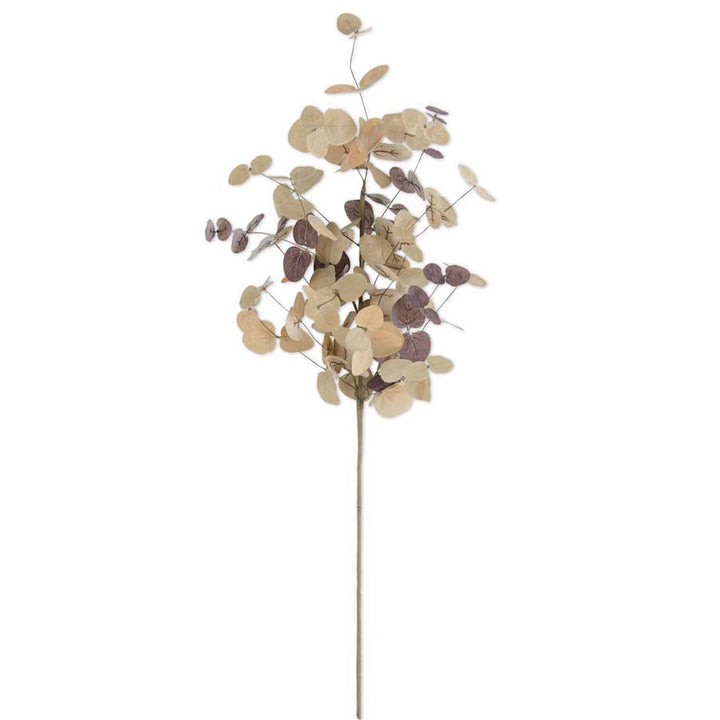 Two-Toned Eucalyptus Stem