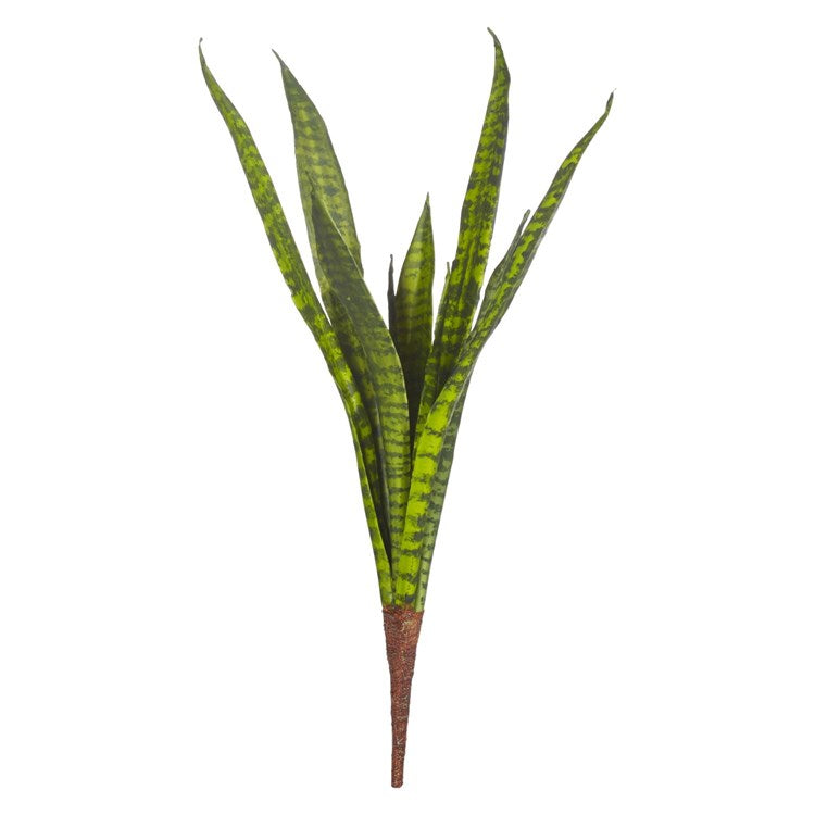 Snake Plant Stem